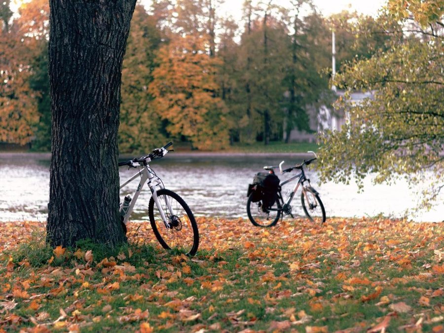 Deux vélos garés au bord de l'eau sous les arbres, feuilles au sol